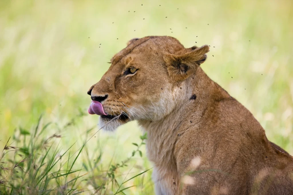 Full Day Serengeti National Park
