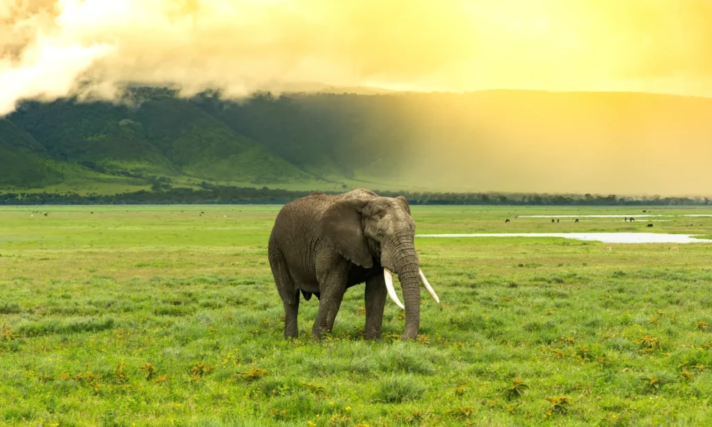 Ngorongoro Crater - Serengeti National Park