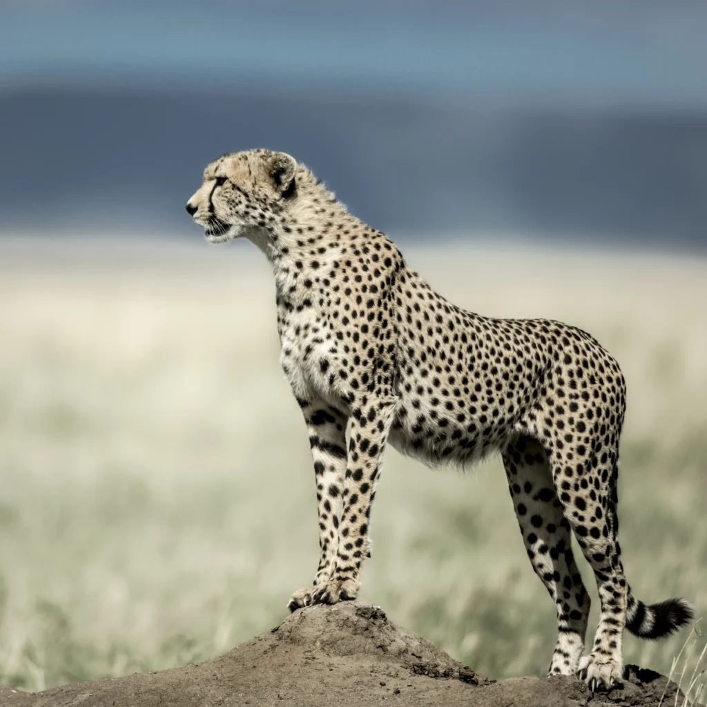 Serengeti National Park