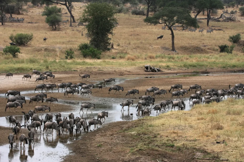 Arusha - Tarangire National Park