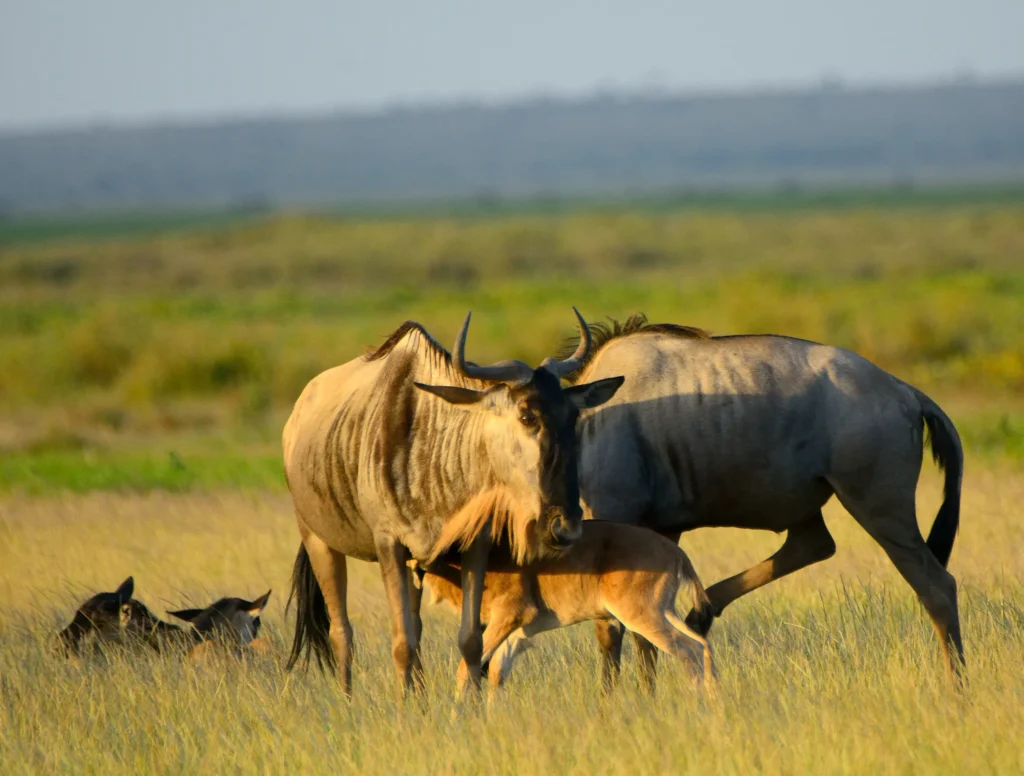 Karatu - Lake Manyara National Park