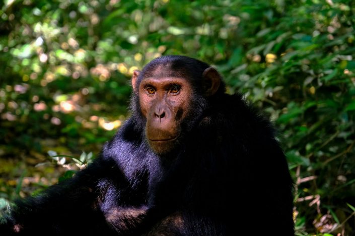 Kibale National Park