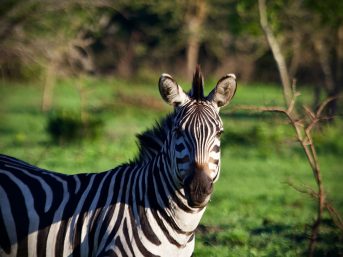 Lake Mburo National Park