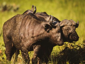 Murchison Falls National Park