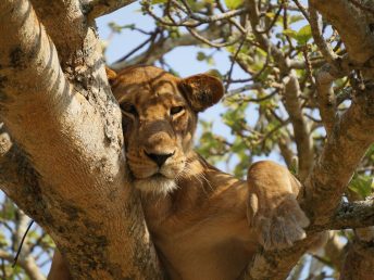 Queen Elizabeth National Park